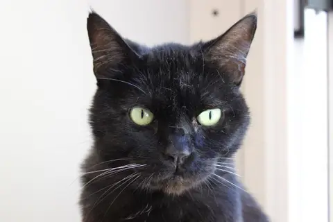 Bébé Noir
