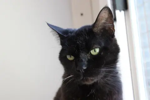 Bébé Noir photo 4