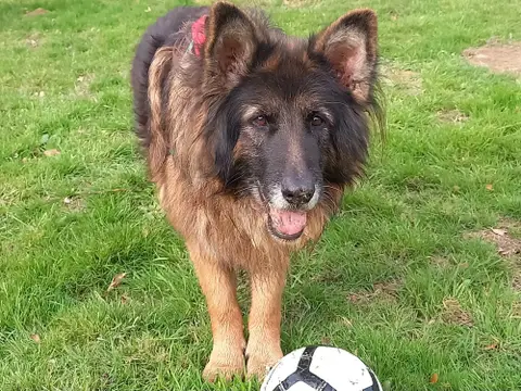 NINJA