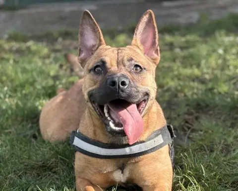 FENDIE