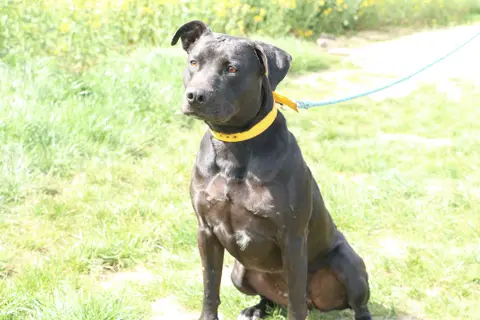 SIKI photo 5