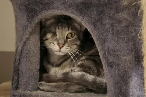 Jack ( réservé )