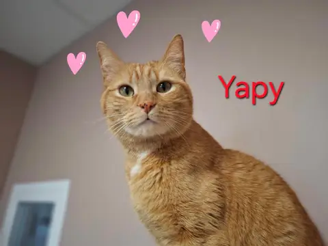 Yapy