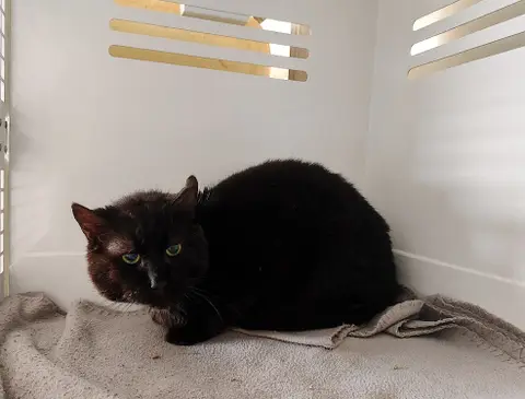 BROWNIE