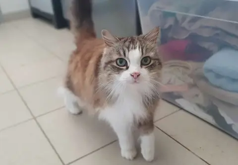 Minou