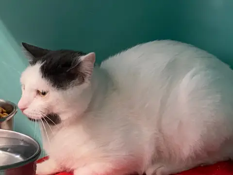 TOM
