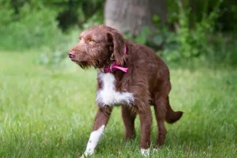 MOKA (RESERVE) OAA19979 photo 2