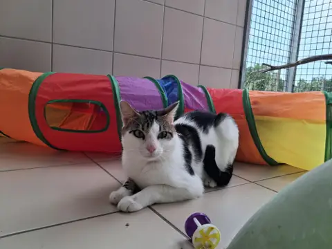 Léon