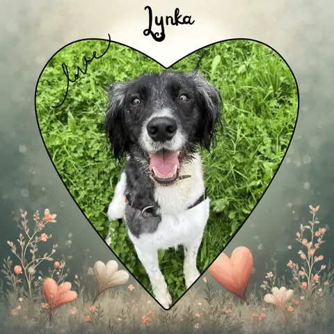 LYNKA réservé photo 2