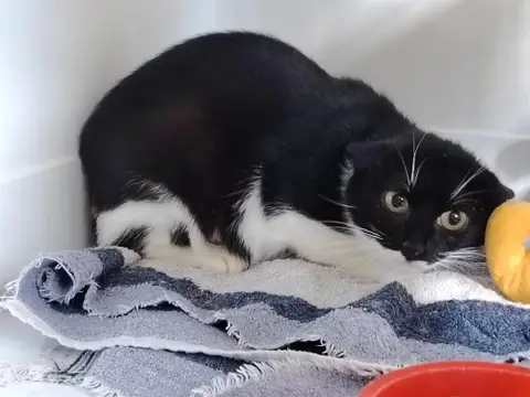 LYLA