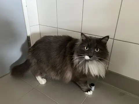 POMPON