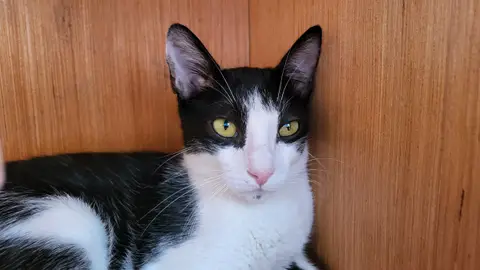 bouba