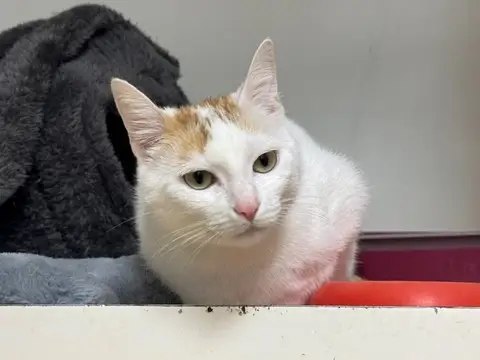 LADY A17406