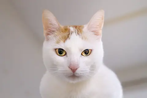 LADY A17406