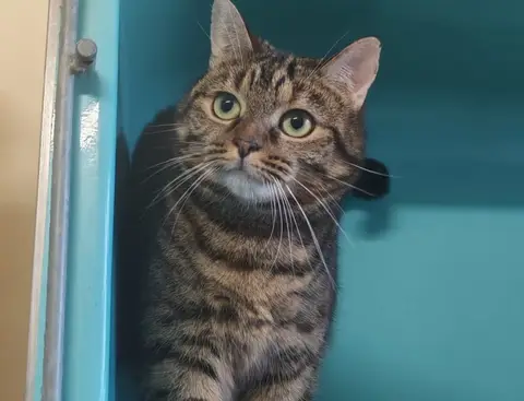 MITSI