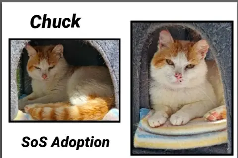 CHUCK