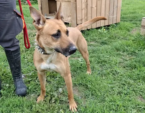 AXEL