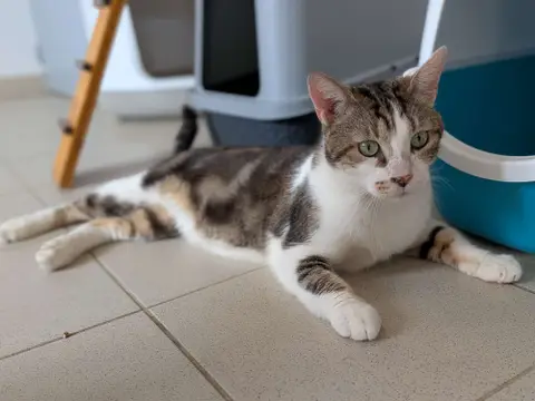 Titi