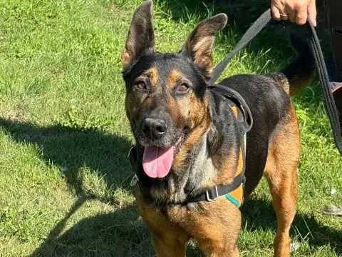 MYA