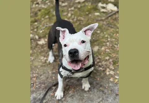 LILAS EN SOS URGENT