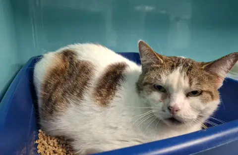 PUPUCE