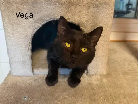 VEGA