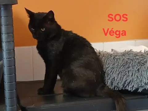 VEGA photo 2