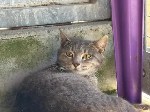 Angelo
