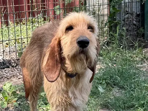 BIGOUDI