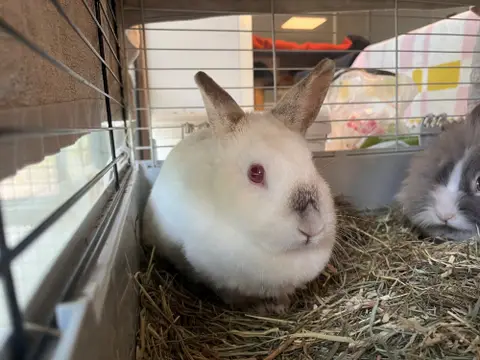 Blanca