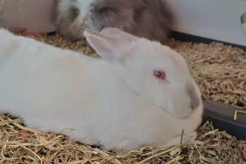 Blanca photo 2