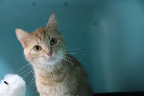 ZINA