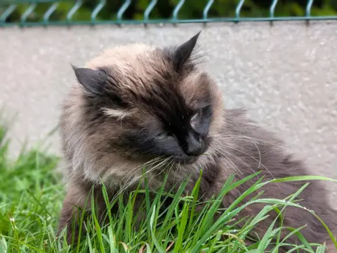 LUNA A17324 photo 9