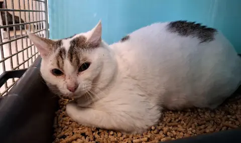 Minimoï