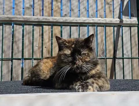 Titi