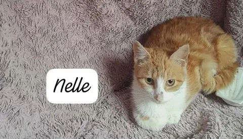 NELLE photo 2