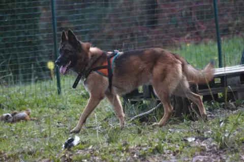 Tirex photo 4