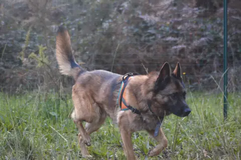 Tirex photo 6
