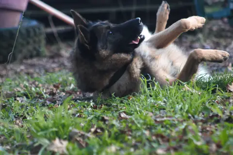 Tirex photo 5
