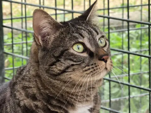 Louis