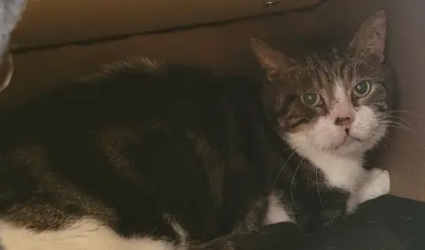 KIKI photo 2