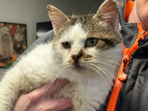 FILOU ( FIV + )