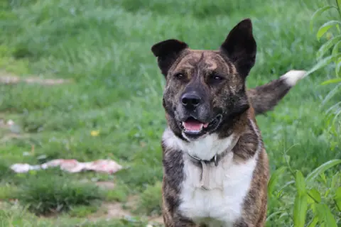 Simba