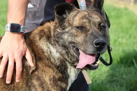 Simba photo 3