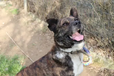 Simba photo 4
