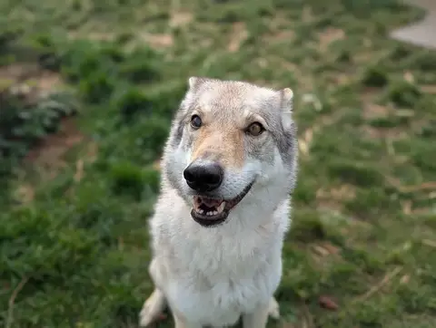 ARYA