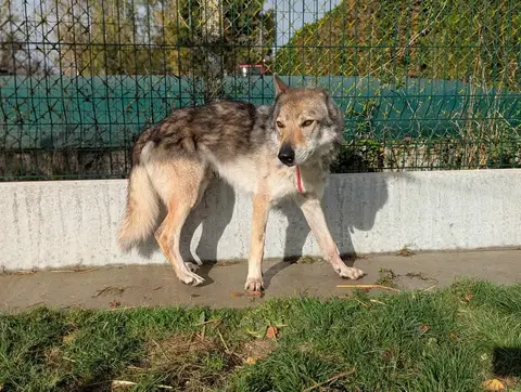 LARKHOS photo 9