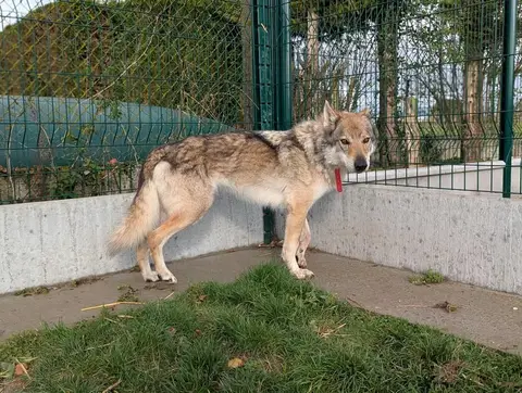 LARKHOS photo 2