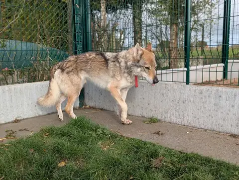 LARKHOS photo 5
