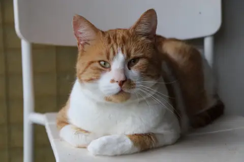 Attila